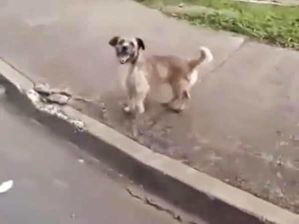 Perrito Persigue A La Ambulancia En La Que Iba Su Dueño Herido 3058