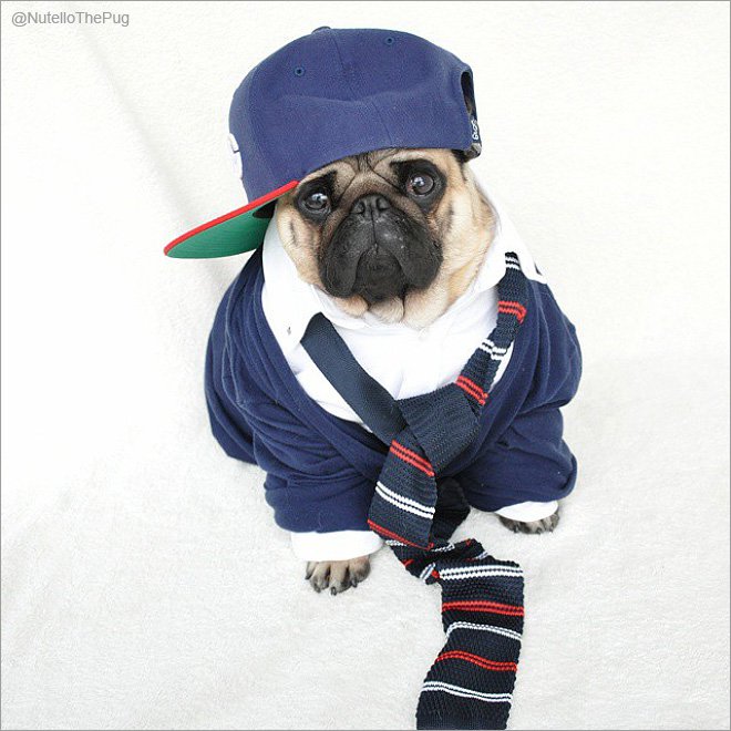 pug2-L