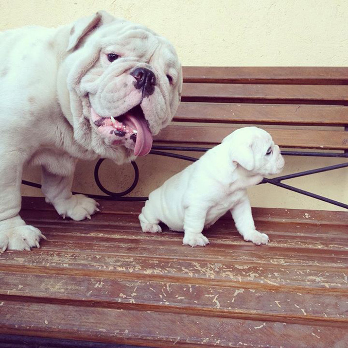 25 adorables perritos con sus hijos