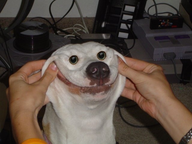 put_smile_on_your_dog