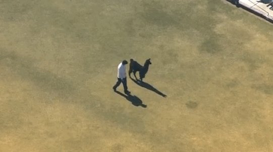 llama escape