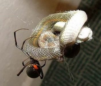 araña vs serpiente 4