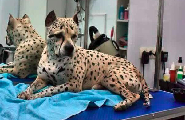 Conoce al único ejemplar de su especie, el perro-guepardo Titus