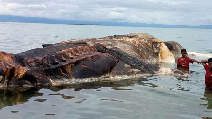 misteriosa criatura marina en Indonesia 2