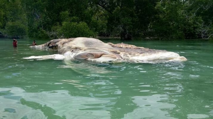 misteriosa criatura marina en Indonesia 3