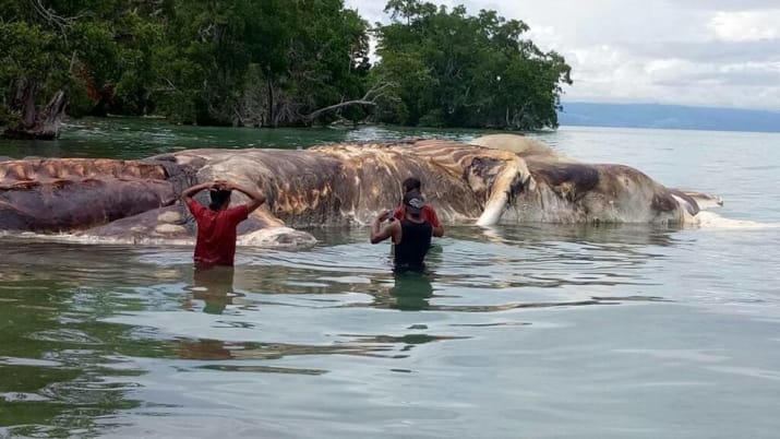 misteriosa criatura marina en Indonesia