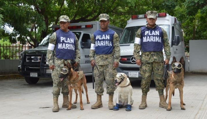 Frida adorable y valiente perrita salva vidas en México 2